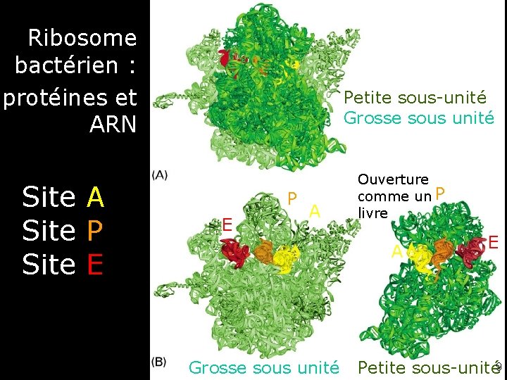 Ribosome bactérien : protéines et ARN Site A Site P Site E Fig 6