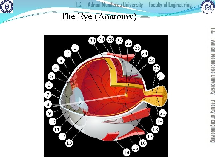 The Eye (Anatomy) 