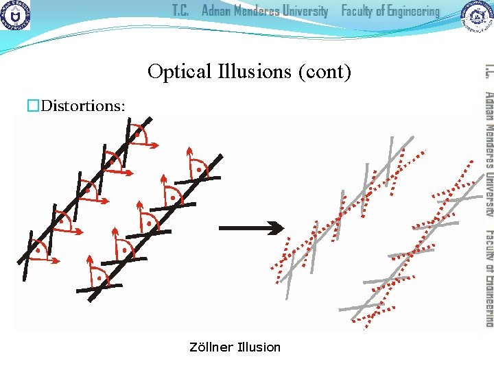 Optical Illusions (cont) �Distortions: Zöllner Illusion 