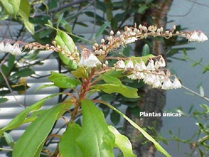 Plantas únicas 