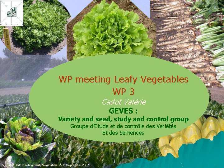 WP meeting Leafy Vegetables WP 3 Cadot Valérie GEVES : Variety and seed, study