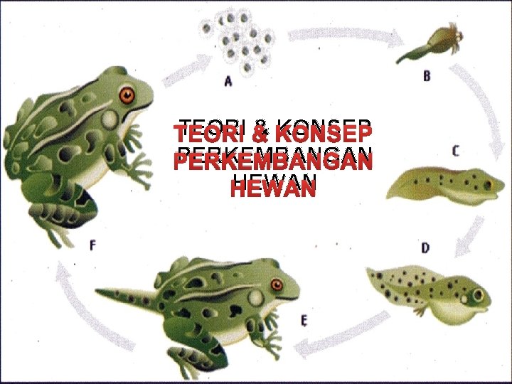 TEORI & & KONSEP TEORI PERKEMBANGAN HEWAN 