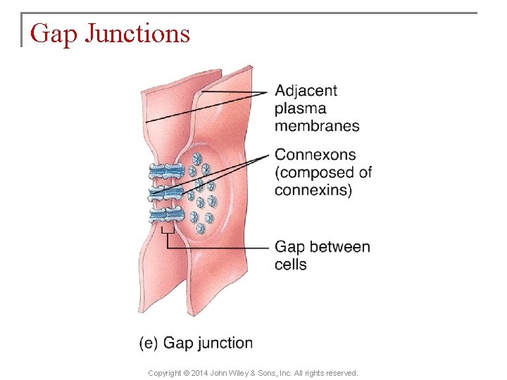 Gap Junctions Copyright © 2014 John Wiley & Sons, Inc. All rights reserved. 