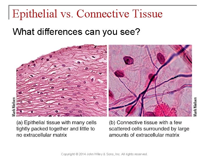 Epithelial vs. Connective Tissue What differences can you see? Copyright © 2014 John Wiley