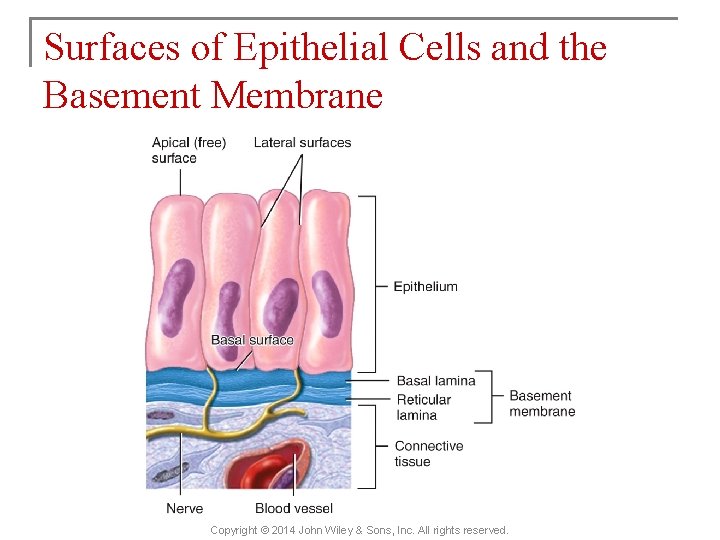 Surfaces of Epithelial Cells and the Basement Membrane Copyright © 2014 John Wiley &
