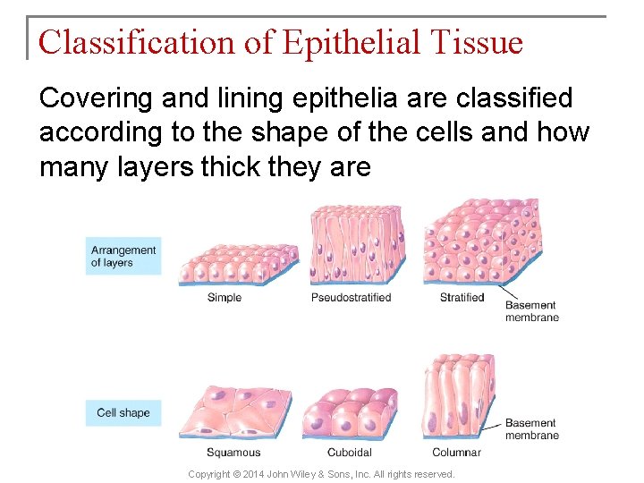 Classification of Epithelial Tissue Covering and lining epithelia are classified according to the shape