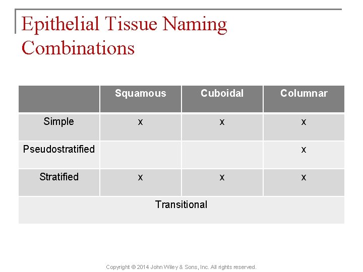 Epithelial Tissue Naming Combinations Simple Squamous Cuboidal Columnar x x x Pseudostratified Stratified x