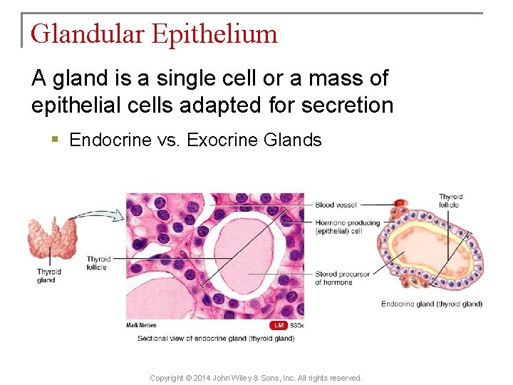 Glandular Epithelium A gland is a single cell or a mass of epithelial cells