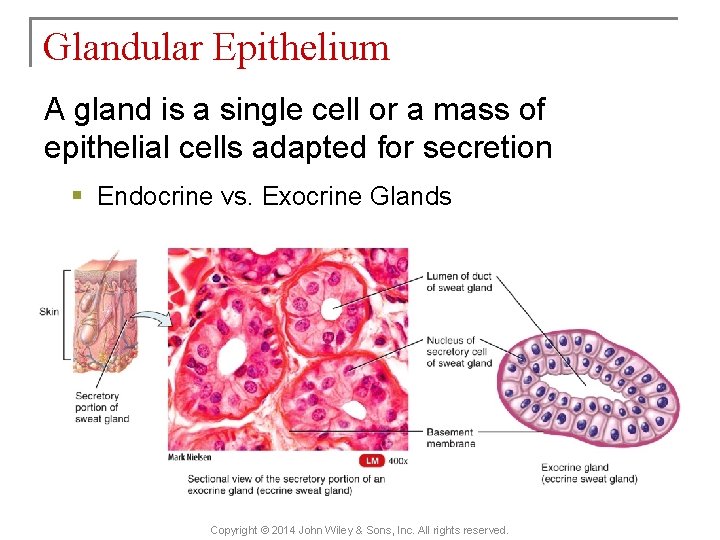 Glandular Epithelium A gland is a single cell or a mass of epithelial cells