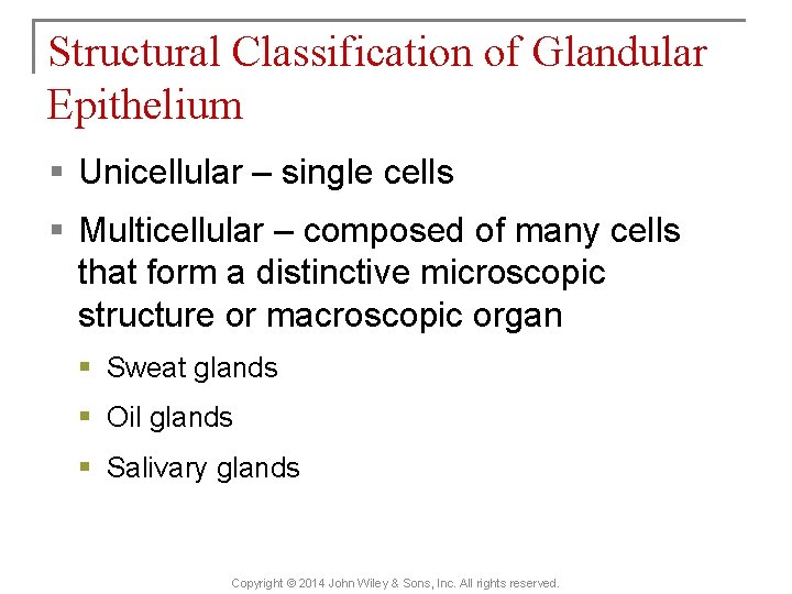 Structural Classification of Glandular Epithelium § Unicellular – single cells § Multicellular – composed