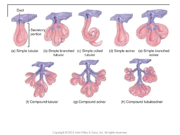 Copyright © 2014 John Wiley & Sons, Inc. All rights reserved. 