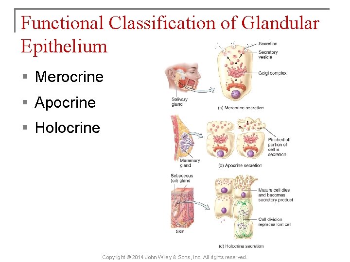 Functional Classification of Glandular Epithelium § Merocrine § Apocrine § Holocrine Copyright © 2014