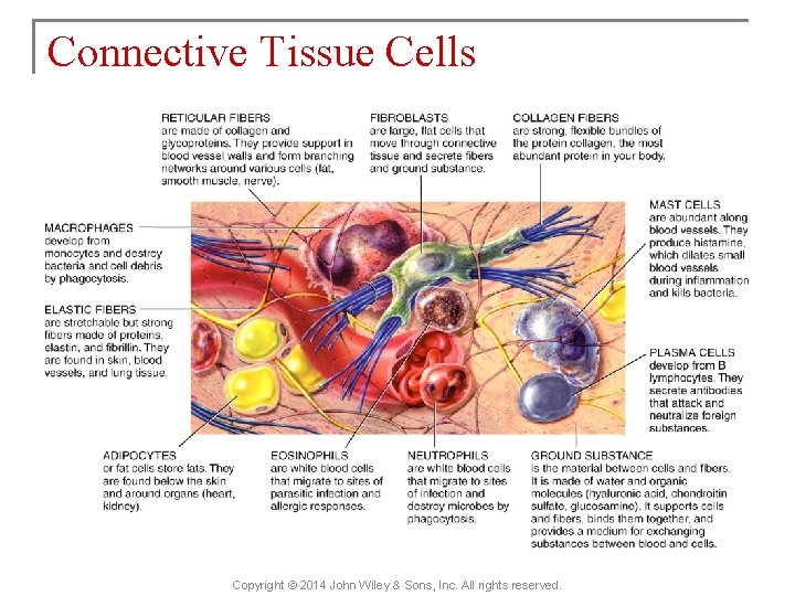 Connective Tissue Cells Copyright © 2014 John Wiley & Sons, Inc. All rights reserved.
