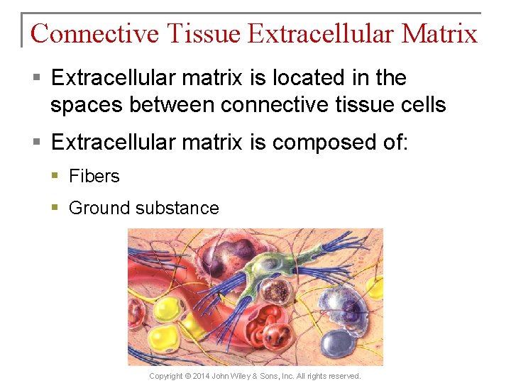 Connective Tissue Extracellular Matrix § Extracellular matrix is located in the spaces between connective