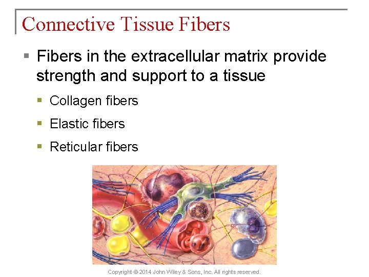 Connective Tissue Fibers § Fibers in the extracellular matrix provide strength and support to