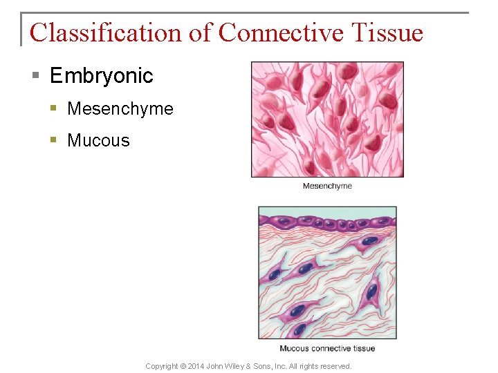 Classification of Connective Tissue § Embryonic § Mesenchyme § Mucous Copyright © 2014 John