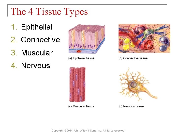 The 4 Tissue Types 1. Epithelial 2. Connective 3. Muscular 4. Nervous Copyright ©