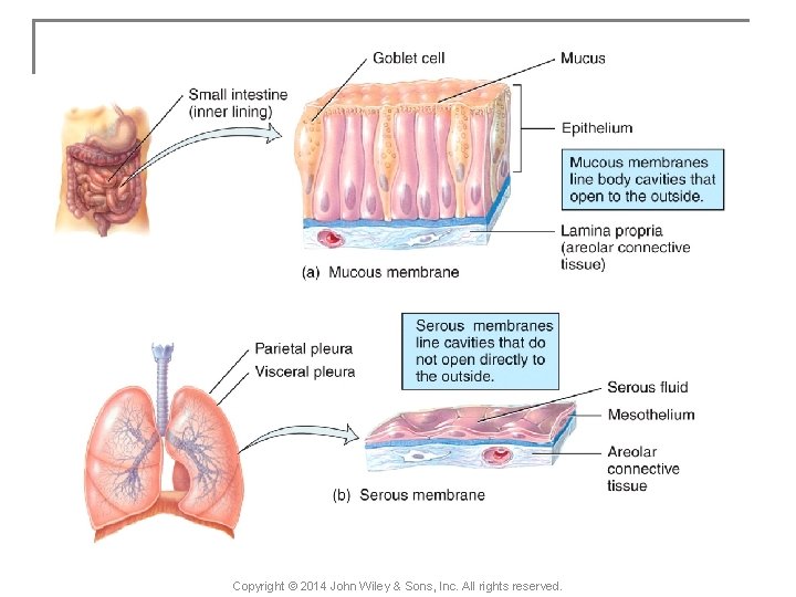 Copyright © 2014 John Wiley & Sons, Inc. All rights reserved. 