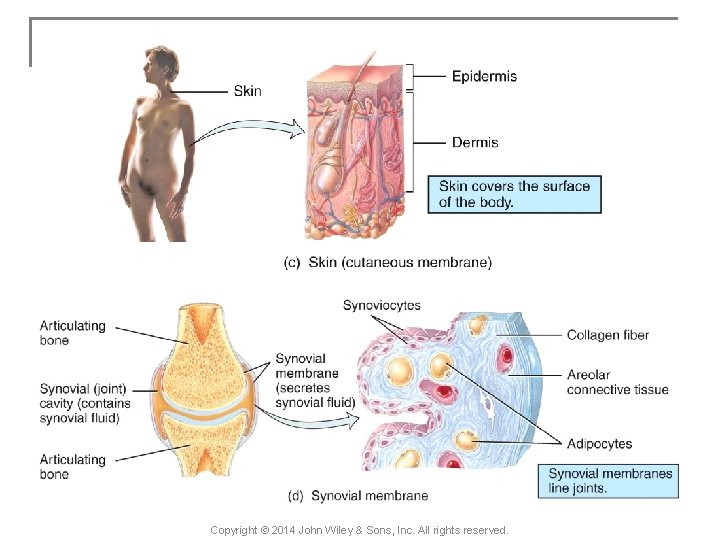 Copyright © 2014 John Wiley & Sons, Inc. All rights reserved. 
