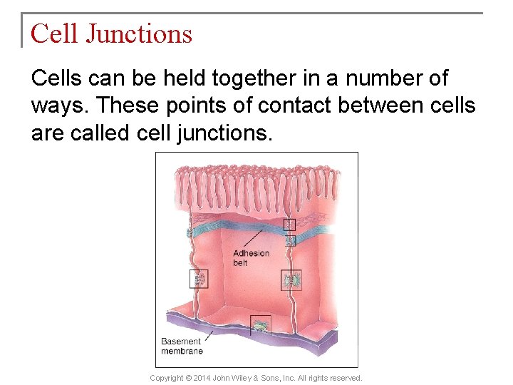 Cell Junctions Cells can be held together in a number of ways. These points
