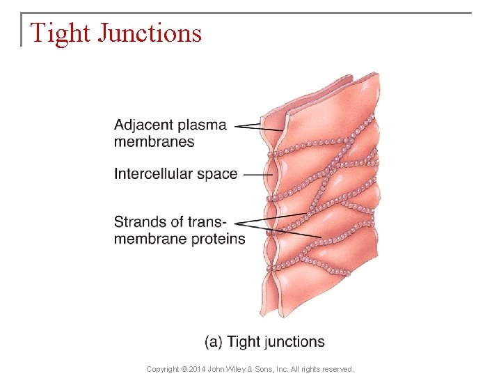 Tight Junctions Copyright © 2014 John Wiley & Sons, Inc. All rights reserved. 