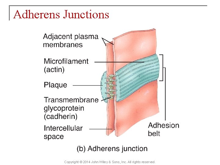 Adherens Junctions Copyright © 2014 John Wiley & Sons, Inc. All rights reserved. 