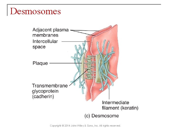 Desmosomes Copyright © 2014 John Wiley & Sons, Inc. All rights reserved. 