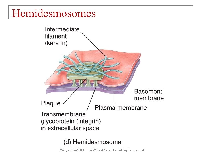 Hemidesmosomes Copyright © 2014 John Wiley & Sons, Inc. All rights reserved. 