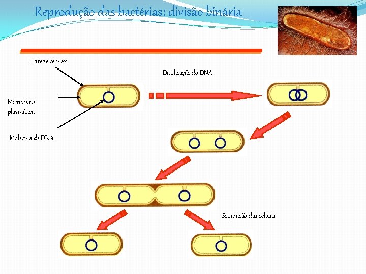 Reprodução das bactérias: divisão binária Parede celular Duplicação do DNA Membrana plasmática Molécula de