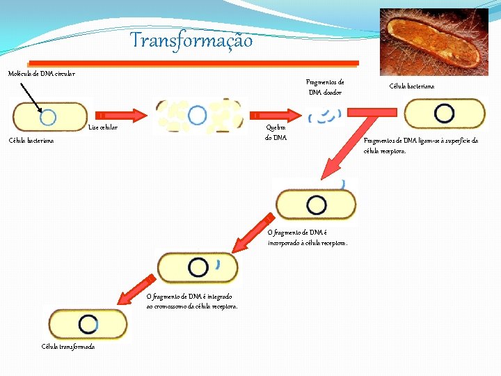 Transformação Molécula de DNA circular Fragmentos de DNA doador Lise celular Quebra do DNA