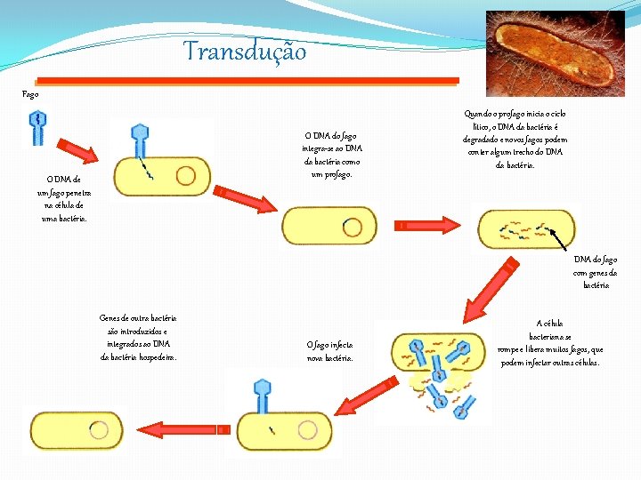 Transdução Fago O DNA do fago integra-se ao DNA da bactéria como um profago.