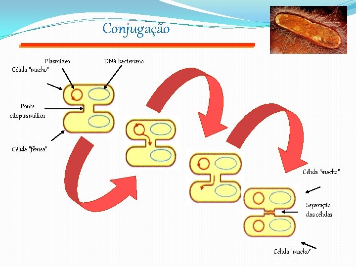 Conjugação Plasmídeo Célula “macho” DNA bacteriano Ponte citoplasmática Célula “fêmea” Célula “macho” Separação das