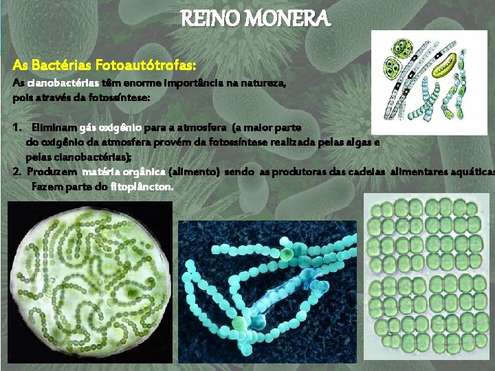 REINO MONERA As Bactérias Fotoautótrofas: As cianobactérias têm enorme importância na natureza, pois através