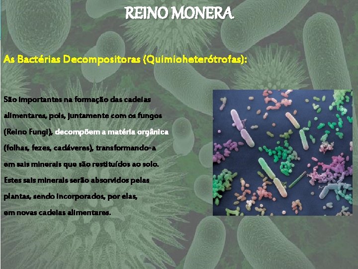REINO MONERA As Bactérias Decompositoras (Quimioheterótrofas): São importantes na formação das cadeias alimentares, pois,