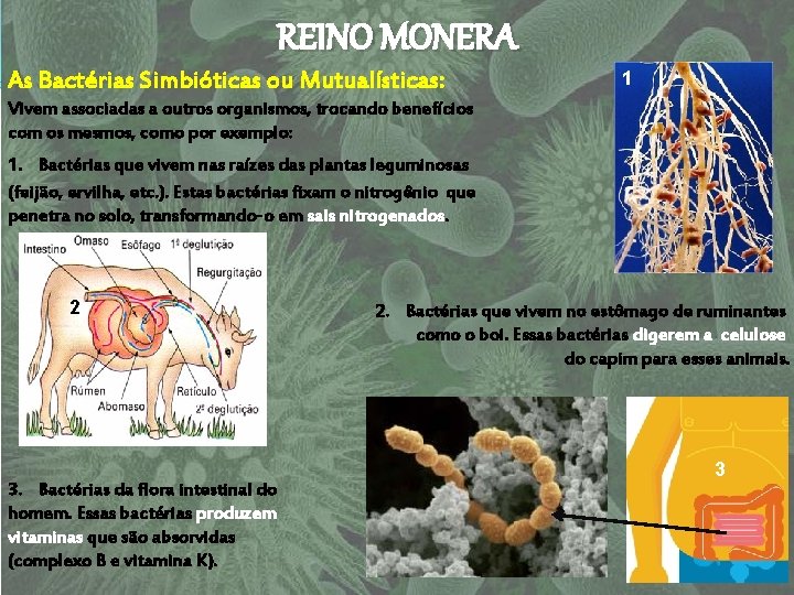 REINO MONERA As Bactérias Simbióticas ou Mutualísticas: 1 Vivem associadas a outros organismos, trocando