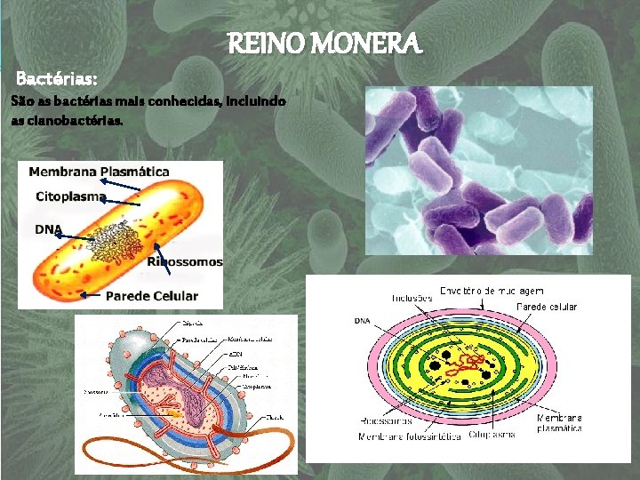 REINO MONERA Bactérias: São as bactérias mais conhecidas, incluindo as cianobactérias. 