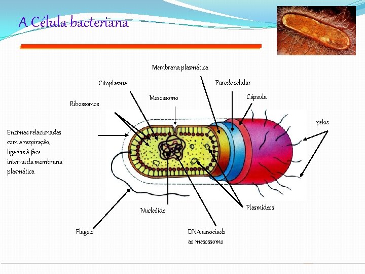 A Célula bacteriana Membrana plasmática Parede celular Citoplasma Ribossomos Cápsula Mesossomo pelos Enzimas relacionadas