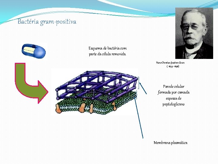 Bactéria gram-positiva Esquema de bactéria com parte da célula removida. Hans Christian Joachim Gram