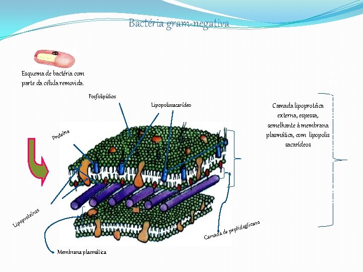 Bactéria gram-negativa P A R E Camada lipoprotéica D externa, espessa, E Esquema de