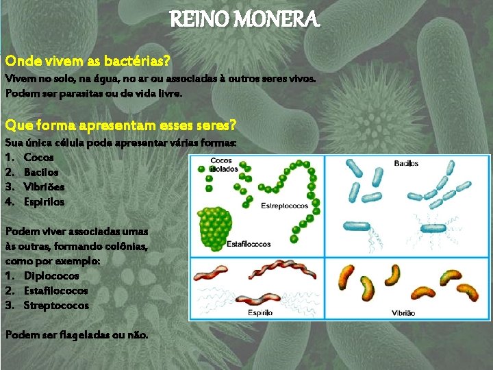 REINO MONERA Onde vivem as bactérias? Vivem no solo, na água, no ar ou