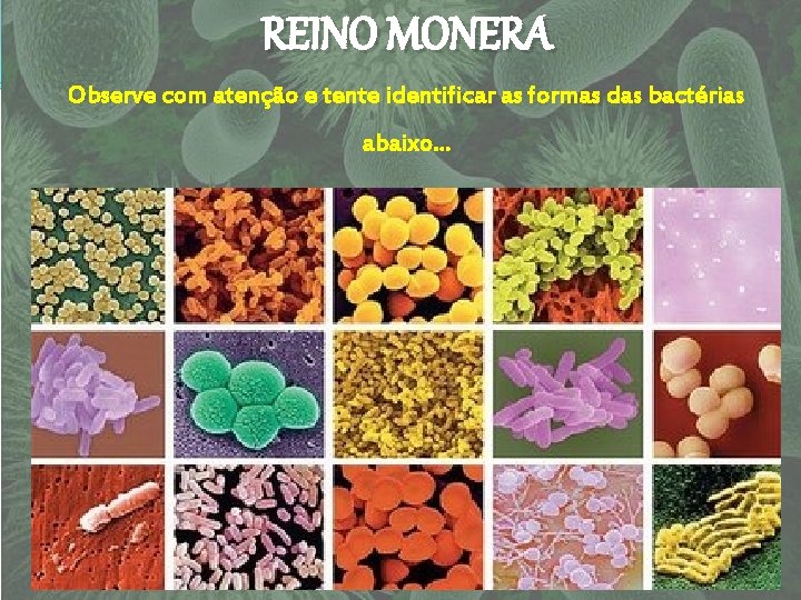 REINO MONERA Observe com atenção e tente identificar as formas das bactérias abaixo. .
