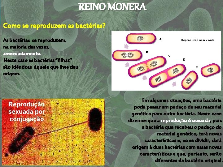 REINO MONERA Como se reproduzem as bactérias? As bactérias se reproduzem, na maioria das