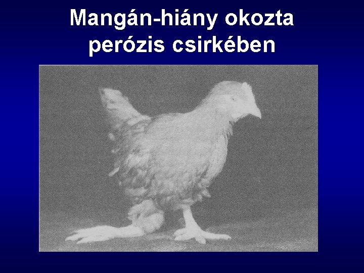 Mangán-hiány okozta perózis csirkében 