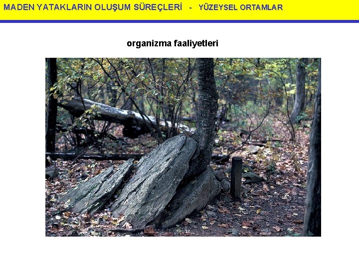 MADEN YATAKLARIN OLUŞUM SÜREÇLERİ - YÜZEYSEL ORTAMLAR organizma faaliyetleri 