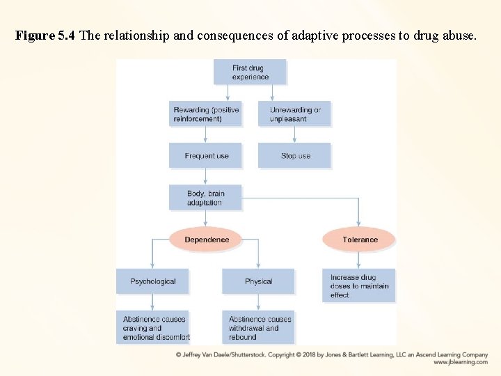Figure 5. 4 The relationship and consequences of adaptive processes to drug abuse. 