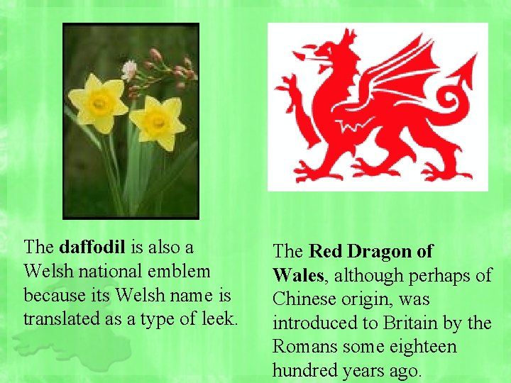 The daffodil is also a Welsh national emblem because its Welsh name is translated