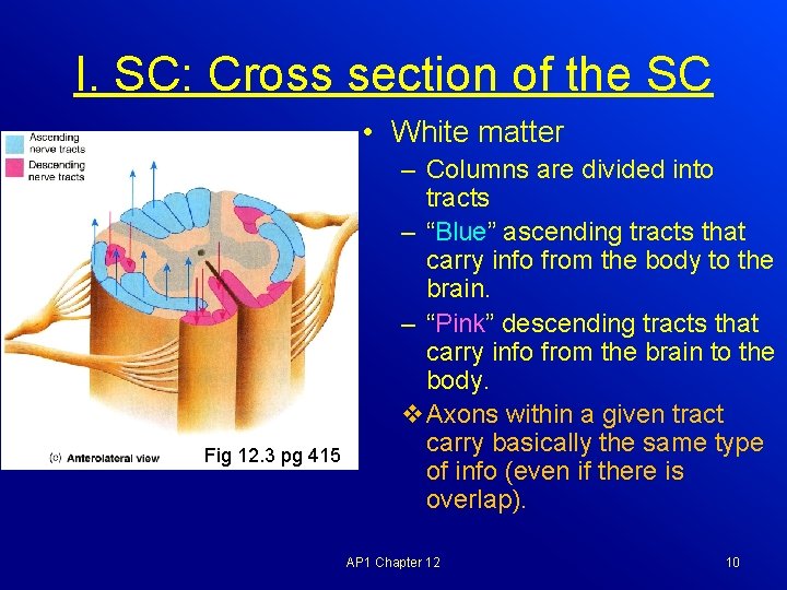 I. SC: Cross section of the SC • White matter Fig 12. 3 pg