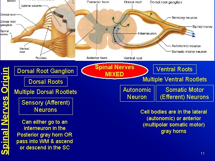 Spinal Nerves Origin Dorsal Root Ganglion Dorsal Roots Multiple Dorsal Rootlets Sensory (Afferent) Neurons