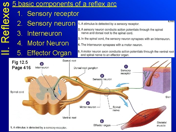II. Reflexes 5 basic components of a reflex arc 1. Sensory receptor 2. Sensory