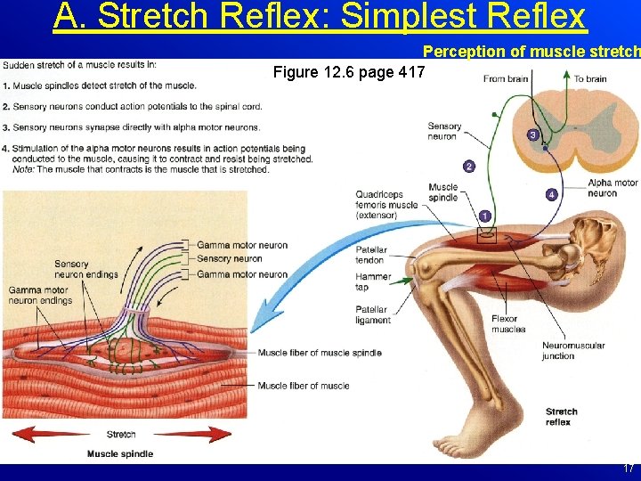 A. Stretch Reflex: Simplest Reflex Perception of muscle stretch Figure 12. 6 page 417